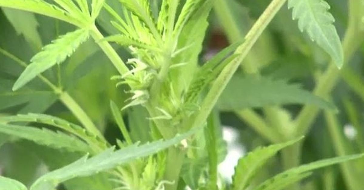 Man 'fled to neighbours before arrest over cannabis plants'