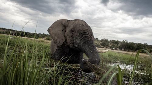 Why Botswana’s villagers are demanding the return of elephant hunting