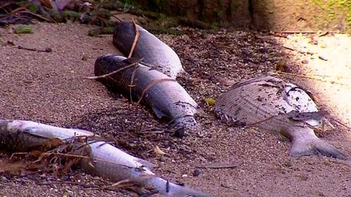 Authorities are investigating a potential second fish kill at Lake Macquarie, after receiving reports of hundreds of fish washing up at Mannering Park yesterday.