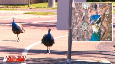 Pride of peacocks causing problems for Aussie neighbourhood.