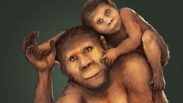 Illustration of a mother Australopithecus africanus and her young offspring. 