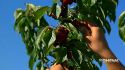 Cherry growers reported a bumper season this year. (9NEWS)