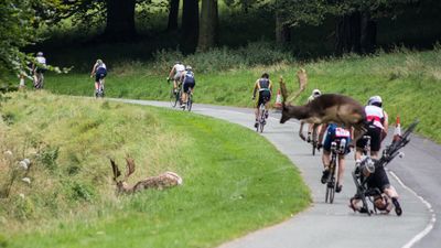 Triathlete bucked out of contention by deer