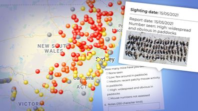 The worst-hit areas, according to CSIRO's mouse tracker map, are the Northern Tablelands, Central West and New England regions of NSW.