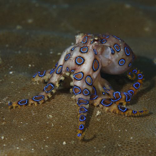 Blue ringed octopus swimming between corals