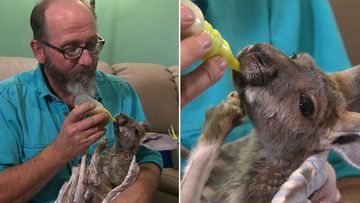Aussie animal sanctuary desperately needs funds to keep joeys warm
