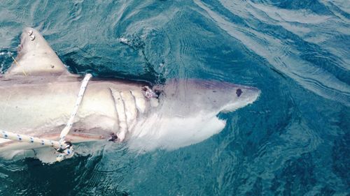 A 2.8m female great white shark tagged off Evans head beach, during a NSWDPI SMART drumlines trial earlier this month. (Twitter)