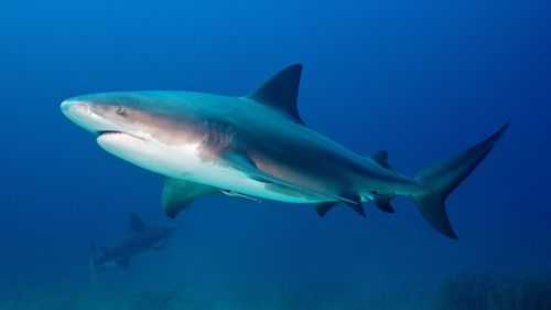BULL SHARK, Carcharhinus leucas, Carcharhinidae, Bahamas, The Caribbean