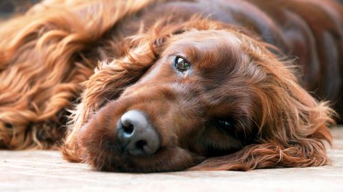 Seven red setter puppies died in the fire, with three adult dogs surviving.