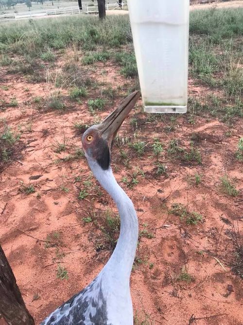 Up to 28mm of rain fell in Blackall Queensland overnight. Barry the brolga helped Diane Hauff measure her rain gauge this morning. The native bird gets excited in wet weather and has been filmed dancing on occasion.
