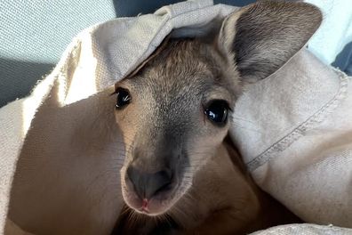 The joey was found by a driver who accidentally struck its mother on a remote road in outback Queensland.