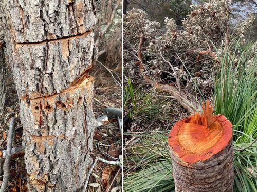 Some trees were cut and poisoned, while others were sawn right off.