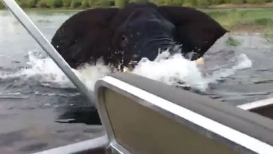 The elephant attacked the boat in Botswana, Africa