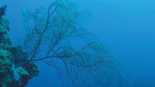 The antillogorgia sea fan was found at a depth of 100 feet in the Rariphotic Zone.