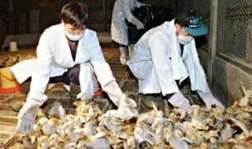 1.25 million chickens slaughtered in Hong Kong to prevent spread of deadly flu strain