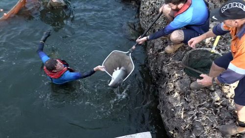 Murray Cod being relocated.