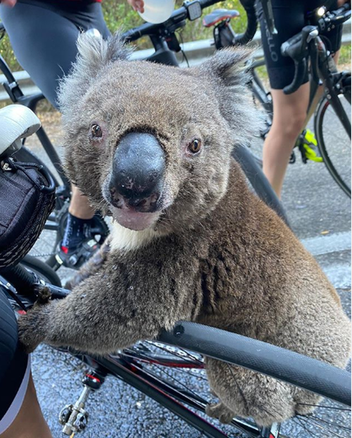 Ms Heusler said it's not uncommon to see koalas - but this is the first time she was ever approached so boldly by one. 