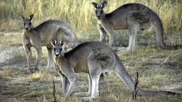 Sanctuary Cove has been granted a permit to cull around 100 Eastern Grey Kangaroos. (AAP)