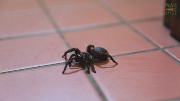 There is expected to be an increase in funnel-web sighting due to the wet weather.