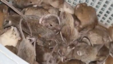 Locals across Australia say 'it's raining mice' as plague spreads