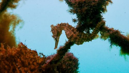 A White's Seahorse floats in the current, its tail wrapped around a net.