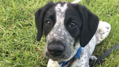 Auckland Airport staff under fire after directing police to shoot runaway security dog