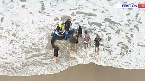 Gold Coast locals are attempting to roll the whale back out to sea. (9NEWS)