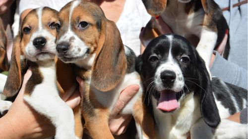 The world's first litter of puppies conceived through IVF has made its public debut. (AAP)