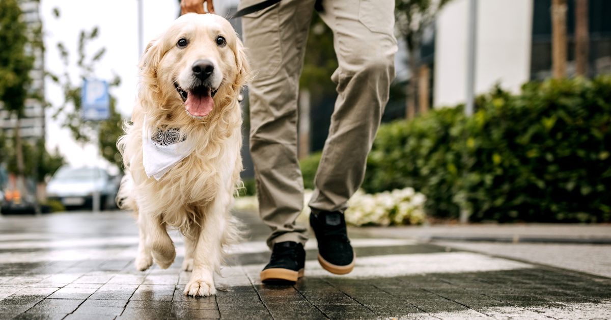 Expert's simple trick to stop your dog pulling on the lead during a walk