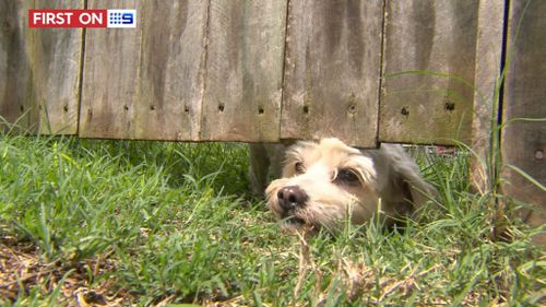 Boy plots another escape. (9NEWS)