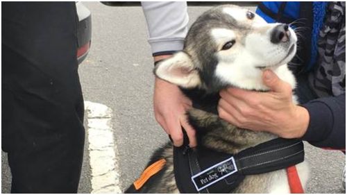 Stolen husky reunited with owner in Melbourne’s south-east