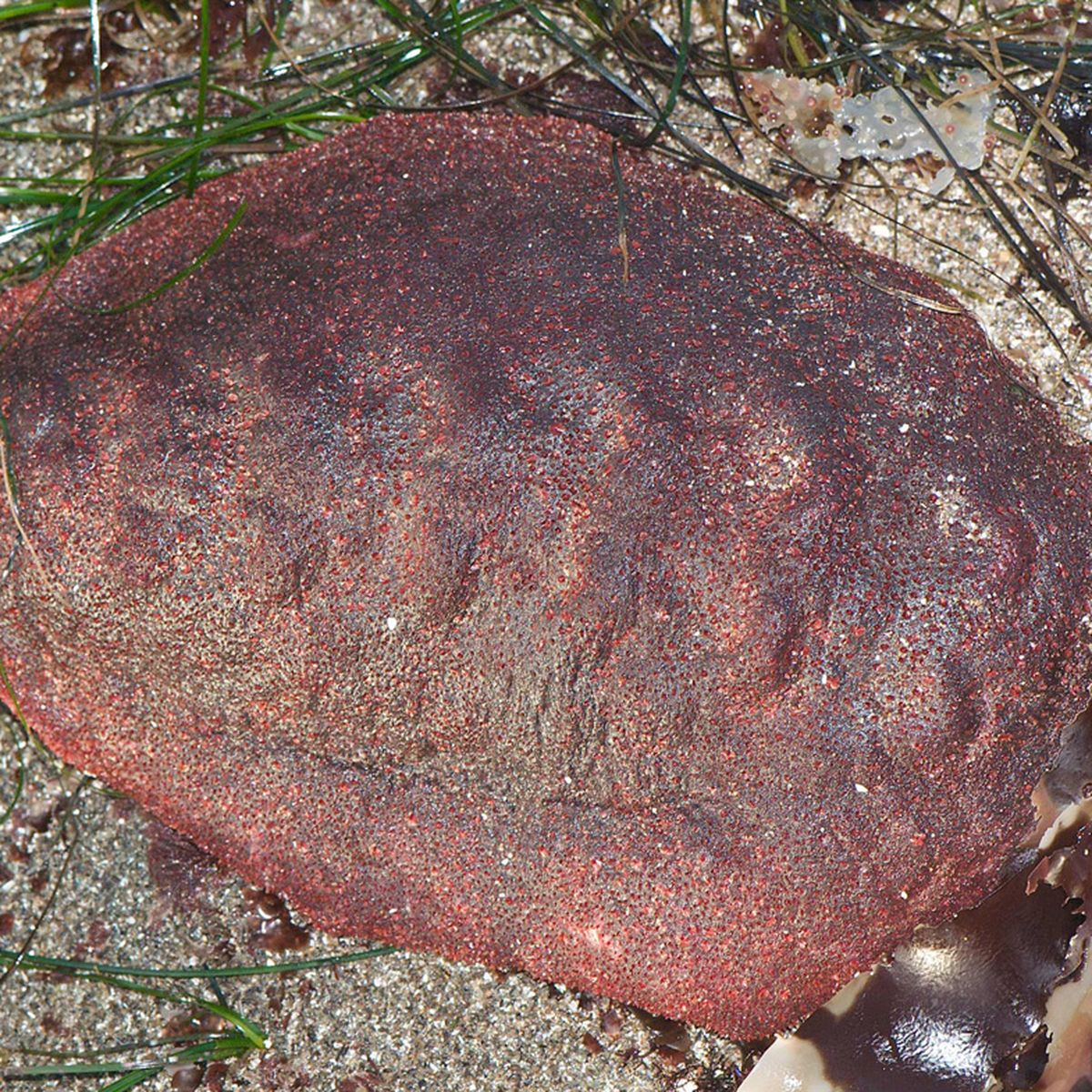 This Wandering Meatloaf Chiton Has A Rare Mineral In Its Teeth