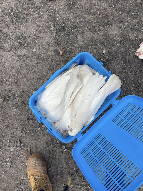 Dead birds found in Springvale, Melbourne