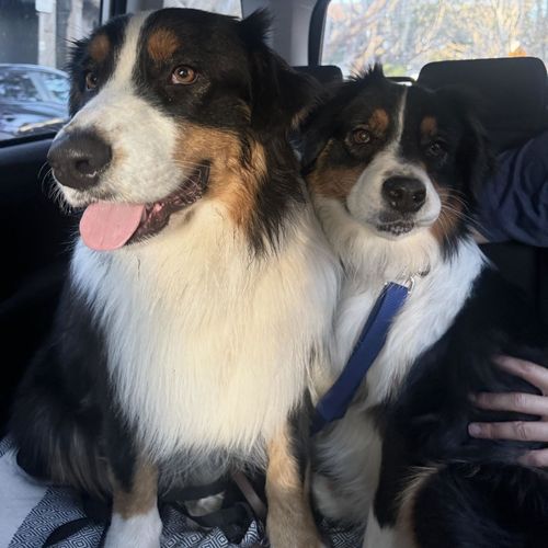 Cane da pastore australiano