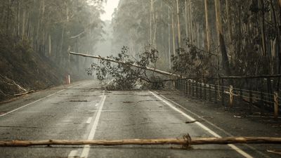 Fallen trees block raod