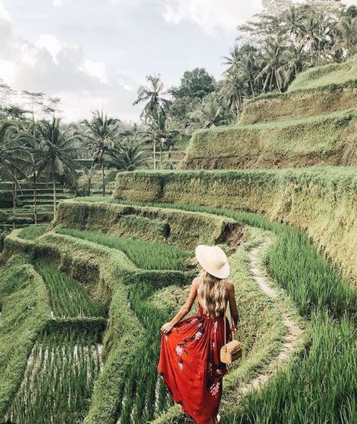 The rice terraces of Ubud have become a classic 'bali shot' tourists must add to their holiday snaps.