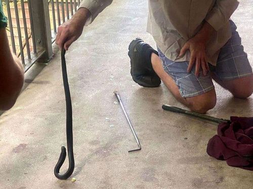 A NSW schoolgirl ﻿has had the fright of her life after she discovered a red-bellied black snake in her lunchbox. Seven-year-old Meila Haynes was packing her up her schoolbag before bell time yesterday when she peered into her lunchbox and spotted the venomous reptile.