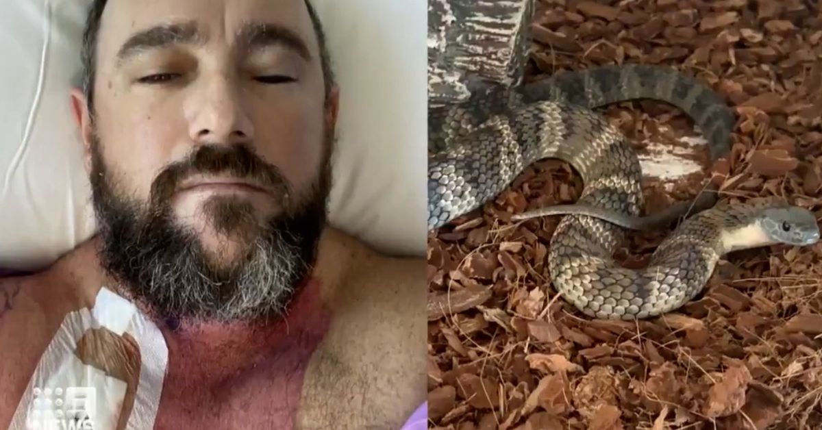 Snakes Snake Handler Almost Killed By His Own Deadly Pet Reptile