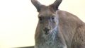 Adelaide rescuers realised the kangaroo was a female who had a joey hidden inside her pouch. 