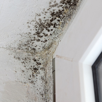 Landlord pays $10,000 back in rent plus compensation to tenants of mouldy home