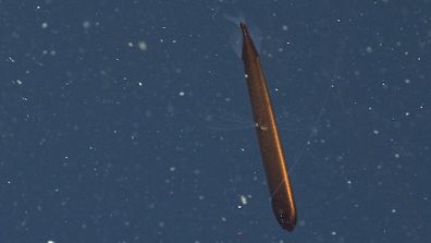 Take a good look, because researchers have only encountered this extremely rare deep sea fish four times. Researchers at the Monterey Bay Aquarium Research Institute (MBARI) came across this mysterious species, a highfin dragonfish, on a recent exhibition off Californian. 