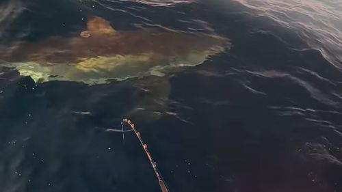 Great white shark approaches fishers off Port Stephens, New South Wales. 