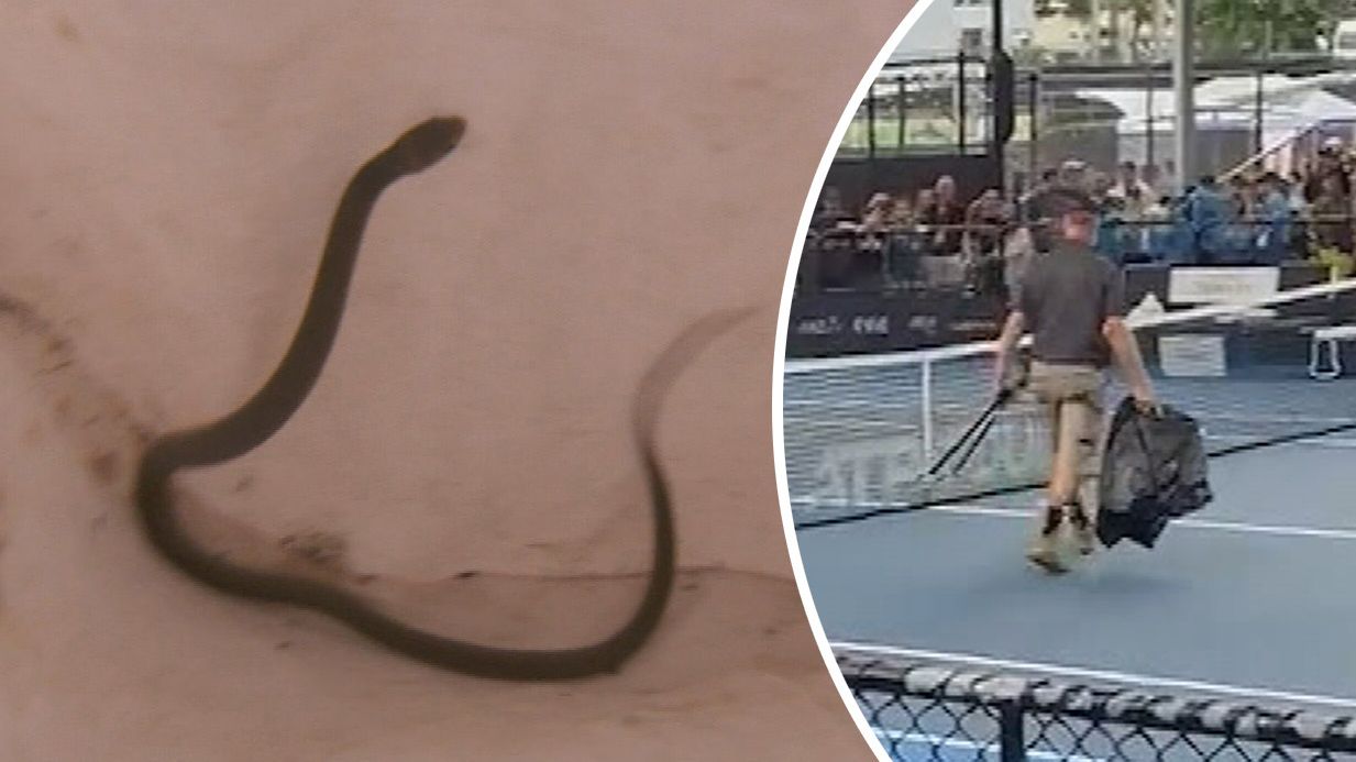 Play at the Brisbane International was suspended on Saturday as a small brown snake slithered onto the court.