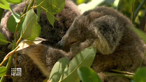 Conservationists are calling for the plan to be scrapped to protect the areas' koala population. 