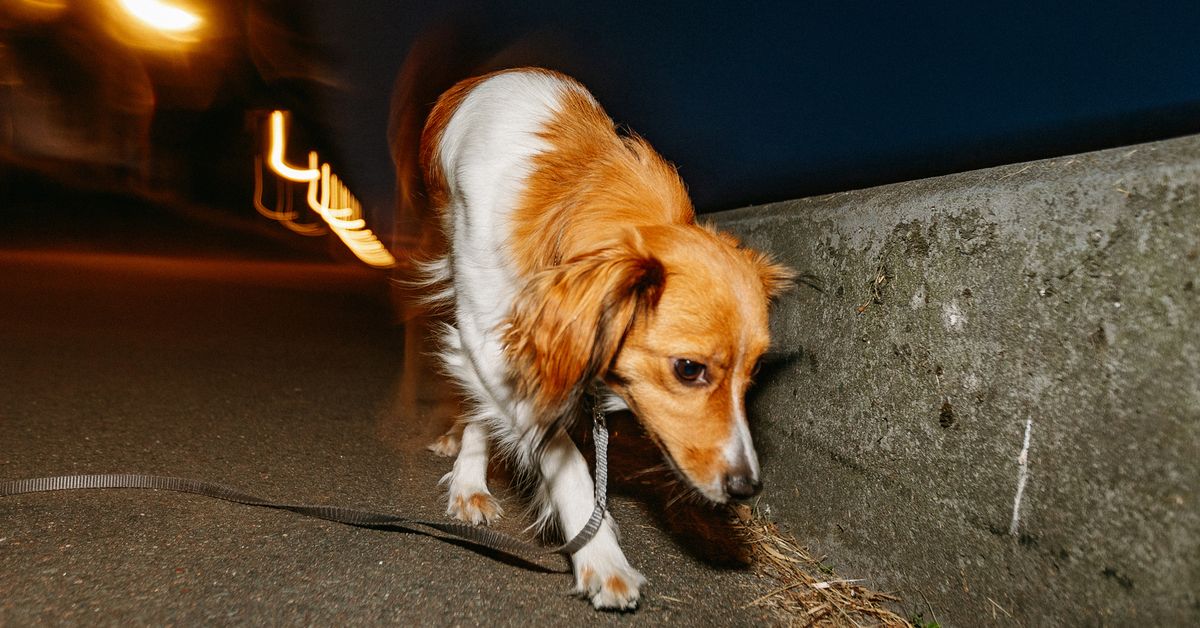 How to keep your pets safe this New Year’s Eve amid fireworks: Experts’ important advice