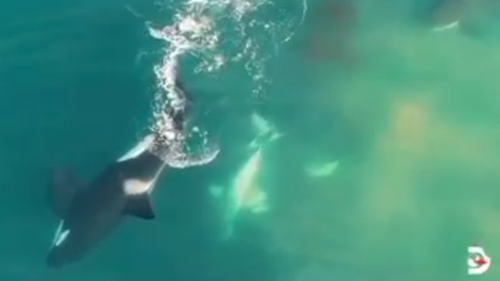 Three orcas were filmed preying on the great white, which measured 2.7 metres.