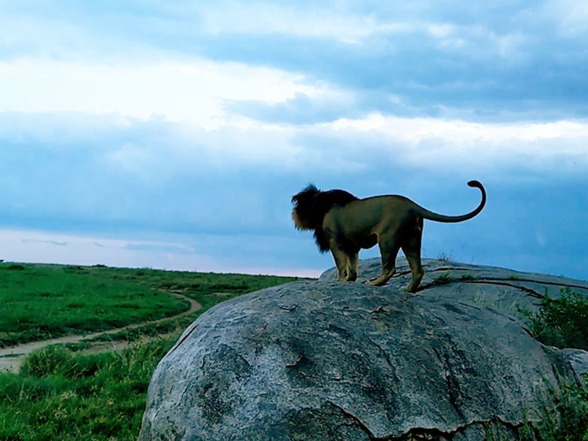 Real Life Lion 'King of the Serengeti' Dies in Africa