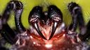 Australian funnel-web spider (Getty)