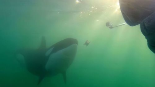 orcas