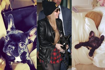 Life looks pretty sweet for Lady Gaga's latest pup. <br/><br/>The pop star's Instagram has basically become a tribute page to the smallest Little Monster of them all, a French bulldog named Asia. <br/><br/>From surfing to meeting celebs and just generally looking totes adorbs, Asia's got it going on. <br/><br/>Here are 15 reasons why we're jealous of a dog...